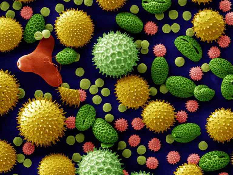 Evdeki Alerjenler Nasıl Yok Edilir, Evdeki Alerjenleri Azaltmanın Yolları