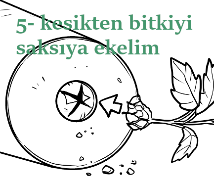 Kesikten bitkiyi saksıya ekleyelim - (Baş aşağı sebze yetiştirme)