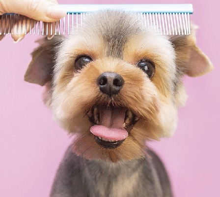 Evcil Hayvanlarınızı Düzenli Olarak Tarayın