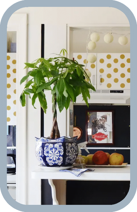 para agaci nasil yetistirilir akcali sprey boya